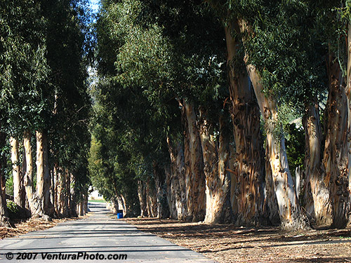 California Eucalyptus Tree